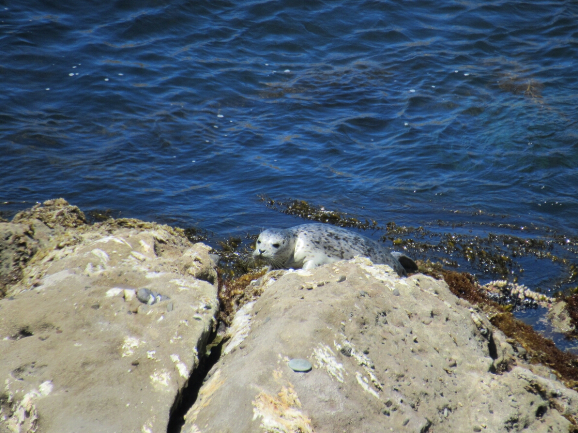 IMG_1244.JPG image