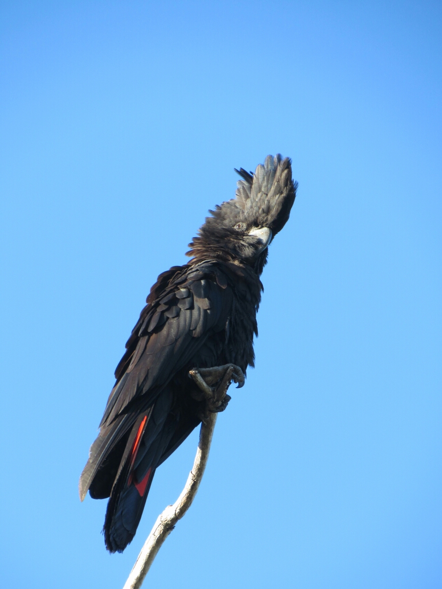 IMG_3521.JPG image
