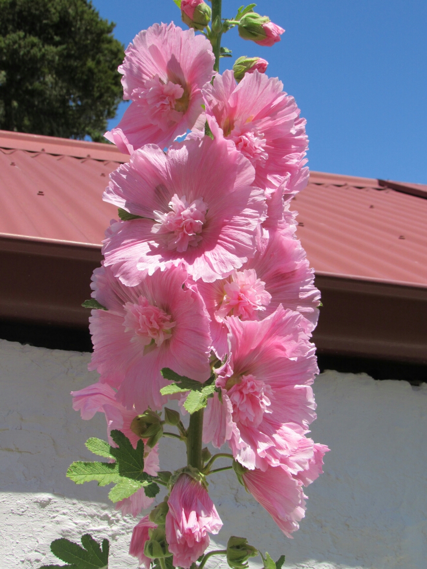IMG_0441.JPG image