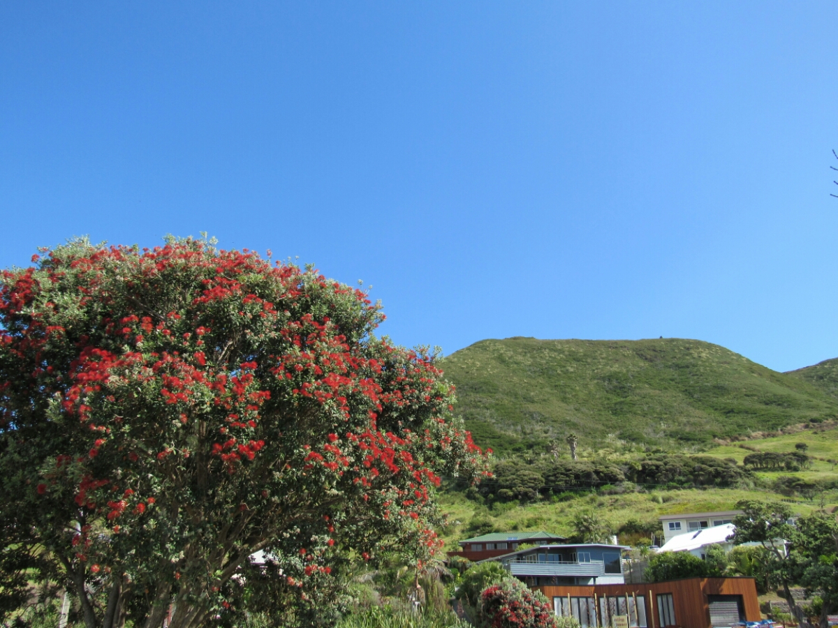 IMG_0543.JPG image