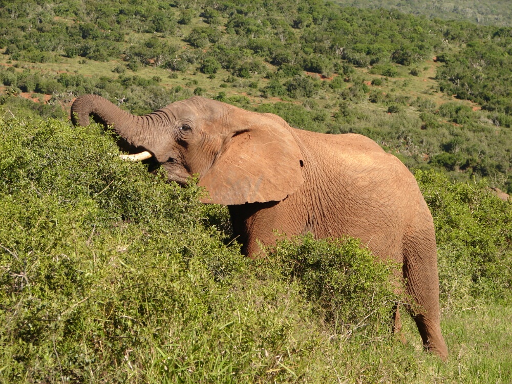 Elefant Addo Elephant NP