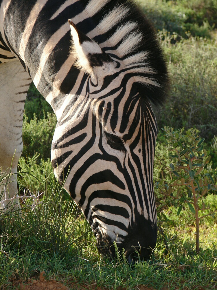 Zebra Addo Elephant Nationalpark